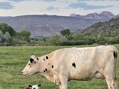 Two Holstein‘S For Sale