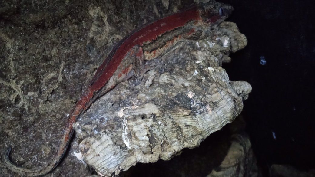 Sub-Adult Gargoyle Gecko