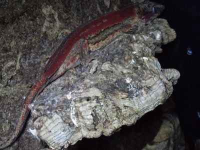 Sub-Adult Gargoyle Gecko