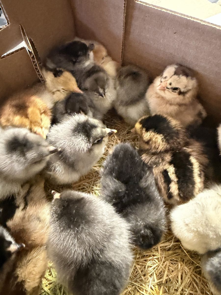 Whiting true blue rooster chicks