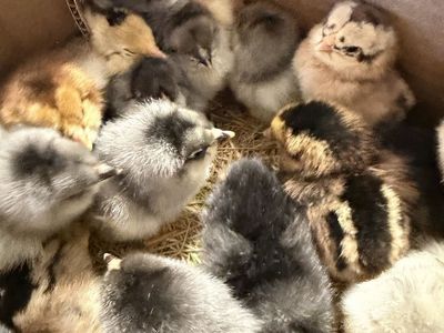 Whiting true blue rooster chicks