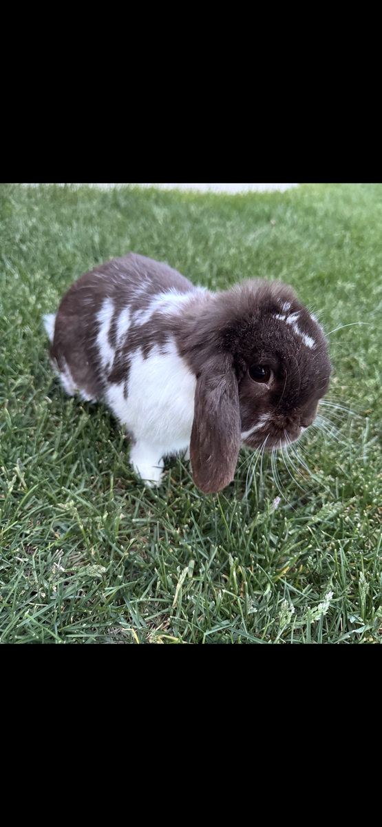 Pedigreed Holland Lop Buck – Broken Chocolate – $250 OBO