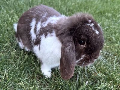 Pedigreed Holland Lop Buck – Broken Chocolate – $250 OBO