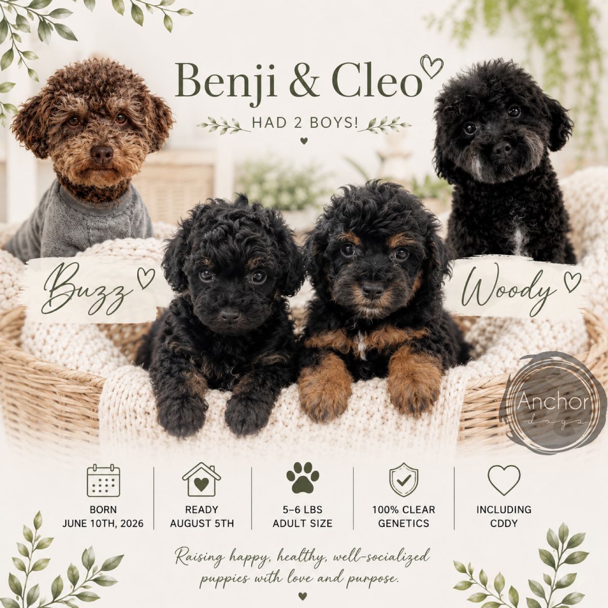 Teddy bear 🧸 toy poodles