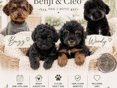 Teddy bear 🧸 toy poodles