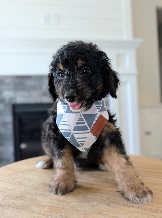 Affectionate Mini Labradoodle Boy, Ready Sept 5, Active Family Wanted (like Bernedoodle)