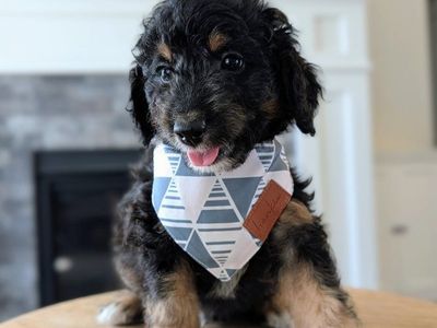 Affectionate Mini Labradoodle Boy, Ready Sept 5, Active Family Wanted (like Bernedoodle)