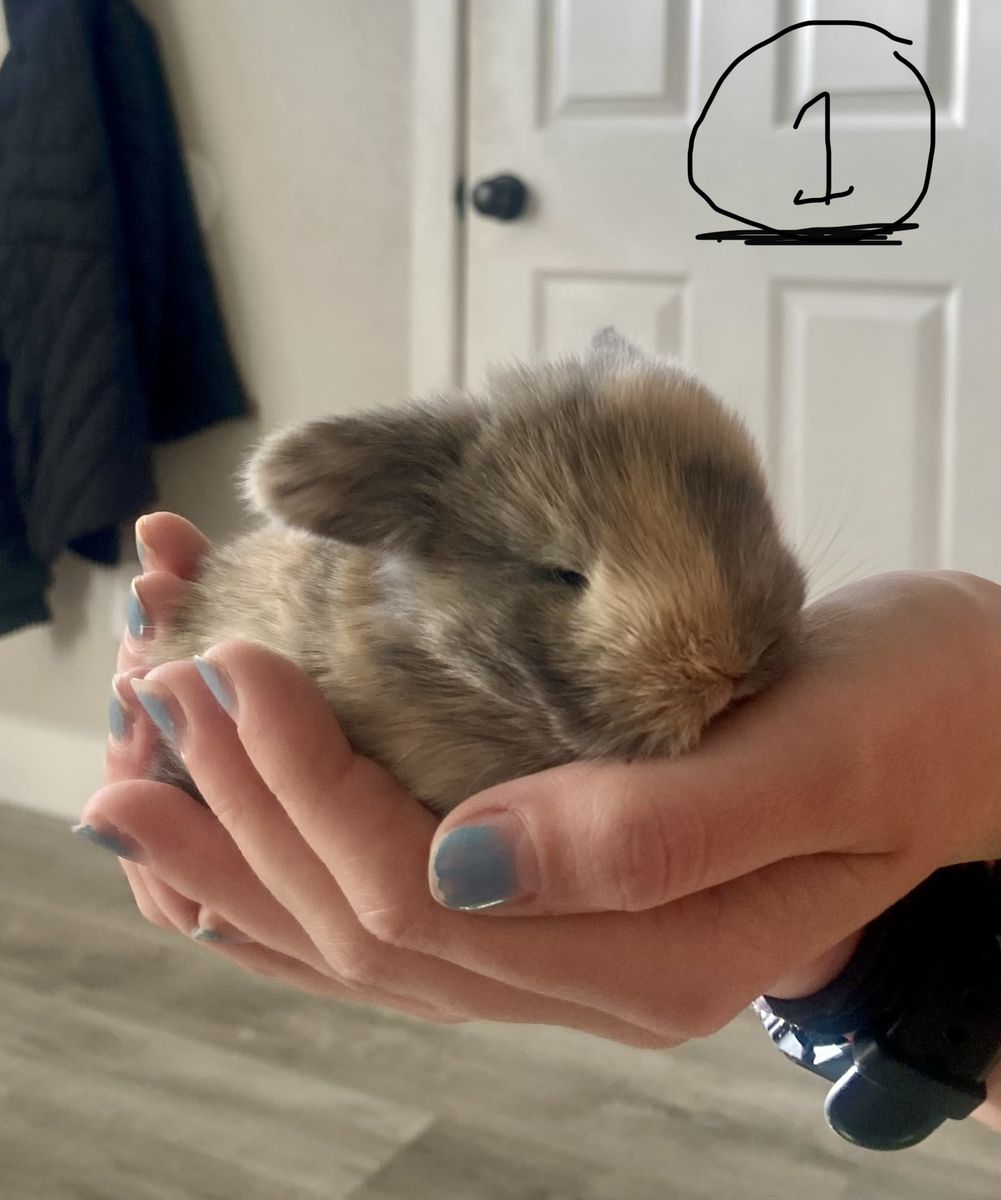 Beautiful purebred Holland Lop’s