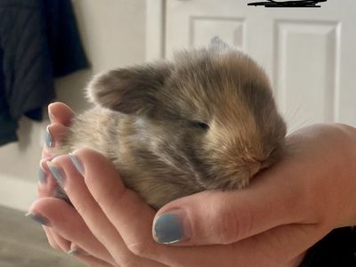 Beautiful purebred Holland Lop’s