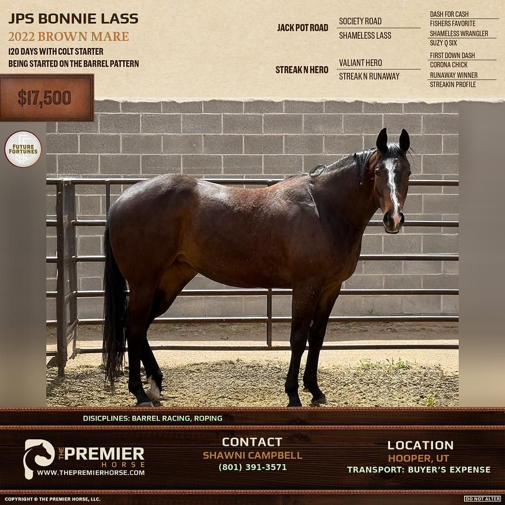 4 Year Old Barrel / Rope Horse Prospect