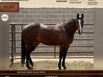 4 Year Old Barrel / Rope Horse Prospect