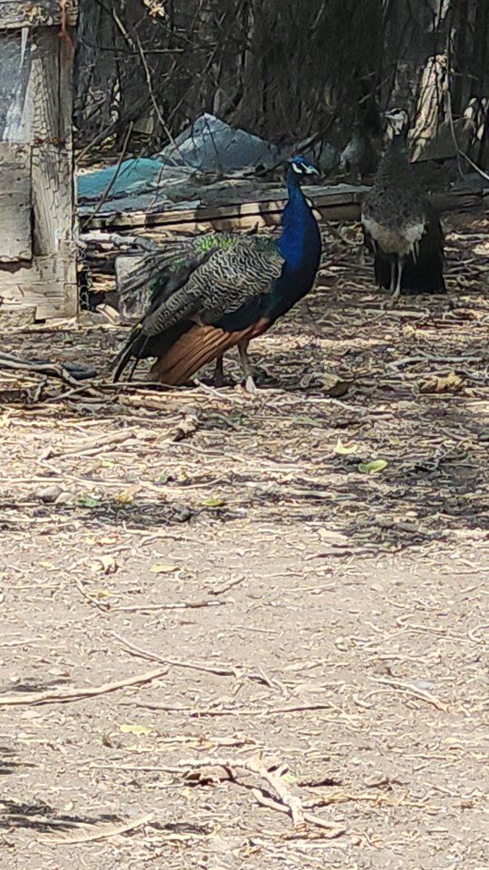 Peacocks