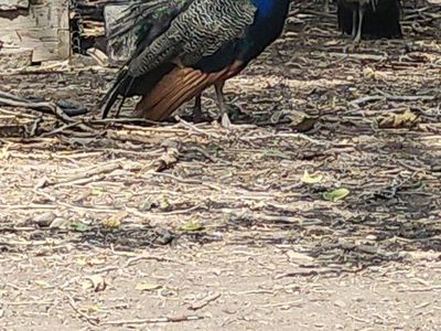 Peacocks