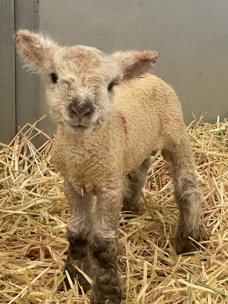 Olde English Miniature Southdown Babydoll Sheep