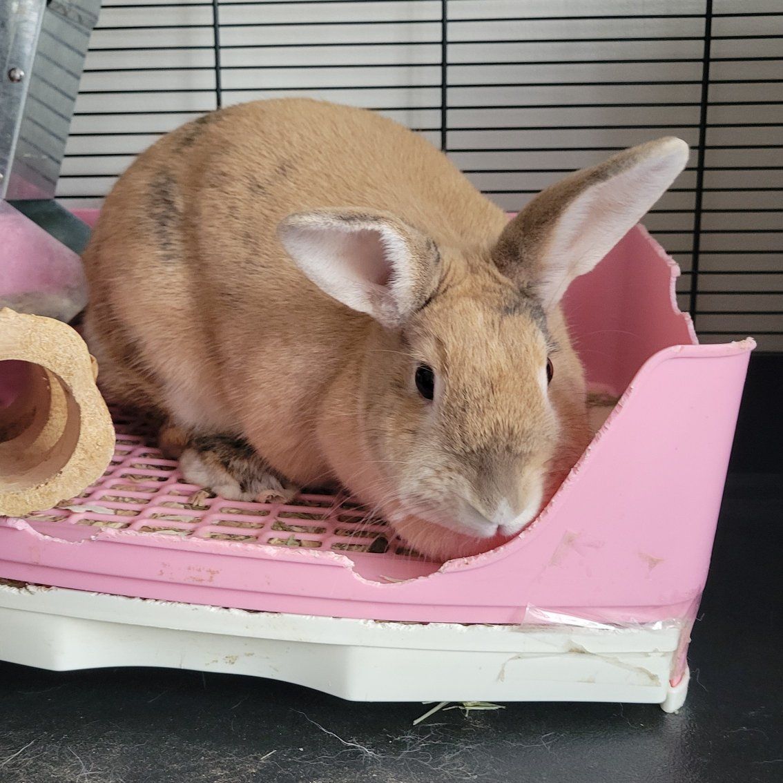 rabbit for rehome