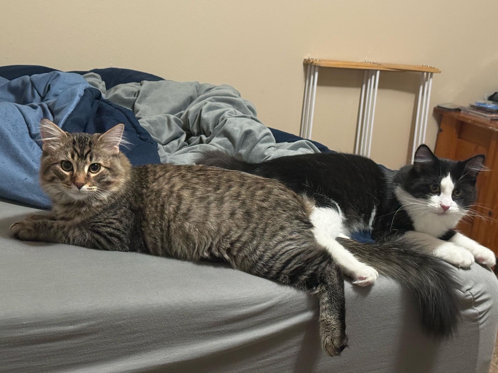 Needing a good home