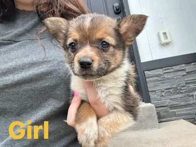 Cowboy Corgi Puppies - Male and Female Available
