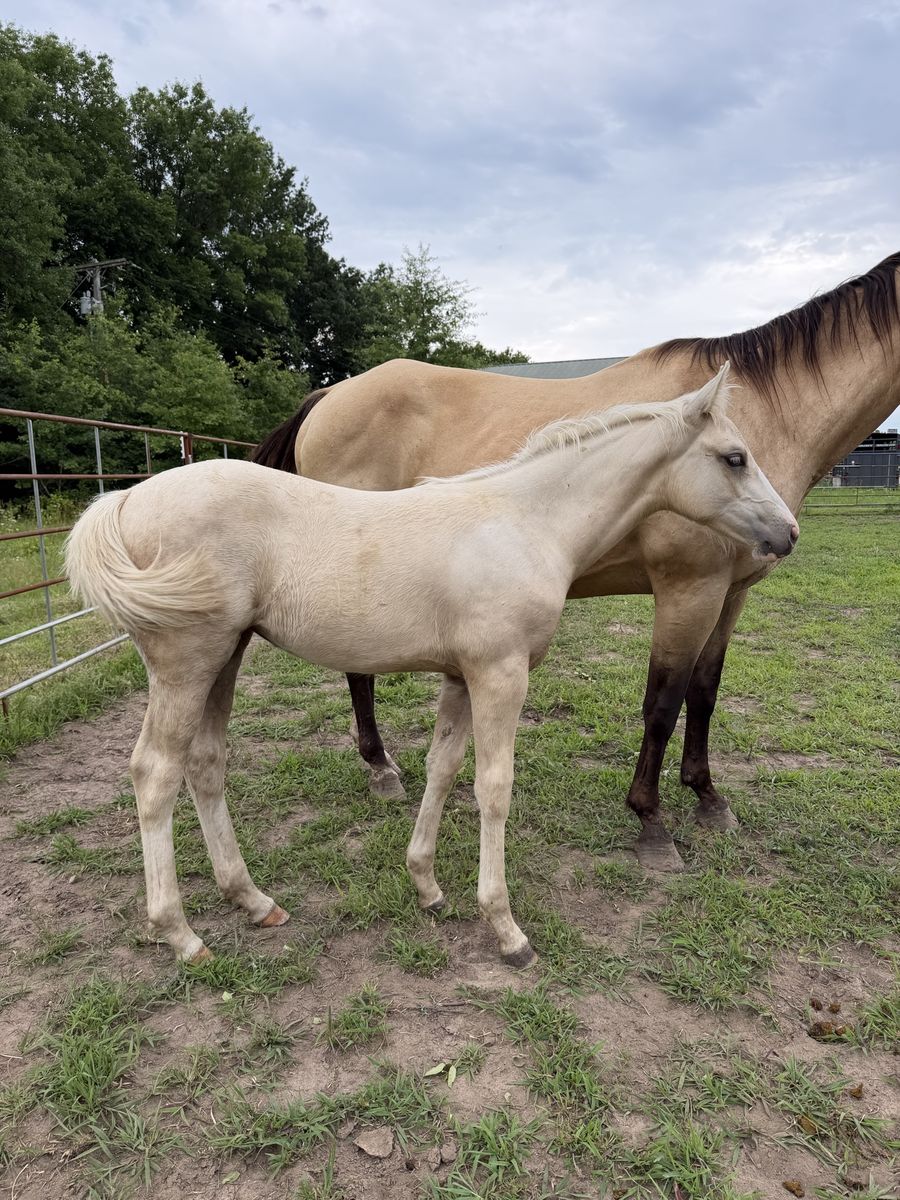 AQHA Metallic Casanova Filly