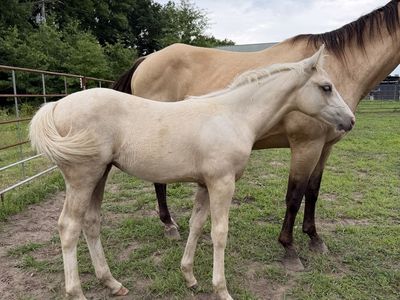 AQHA Metallic Casanova Filly