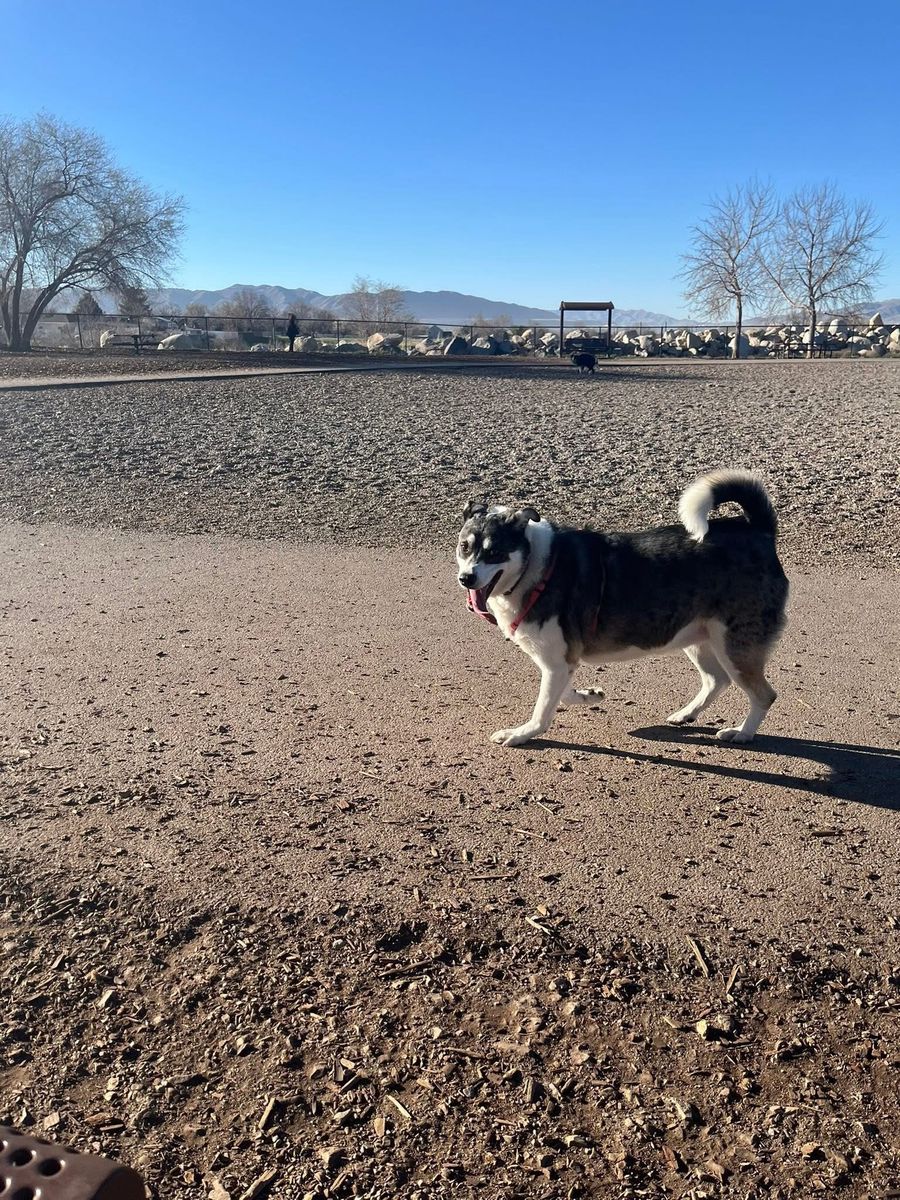 3 year old husky mix for sale