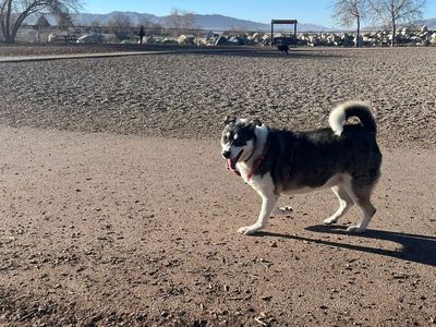 3 year old husky mix for sale