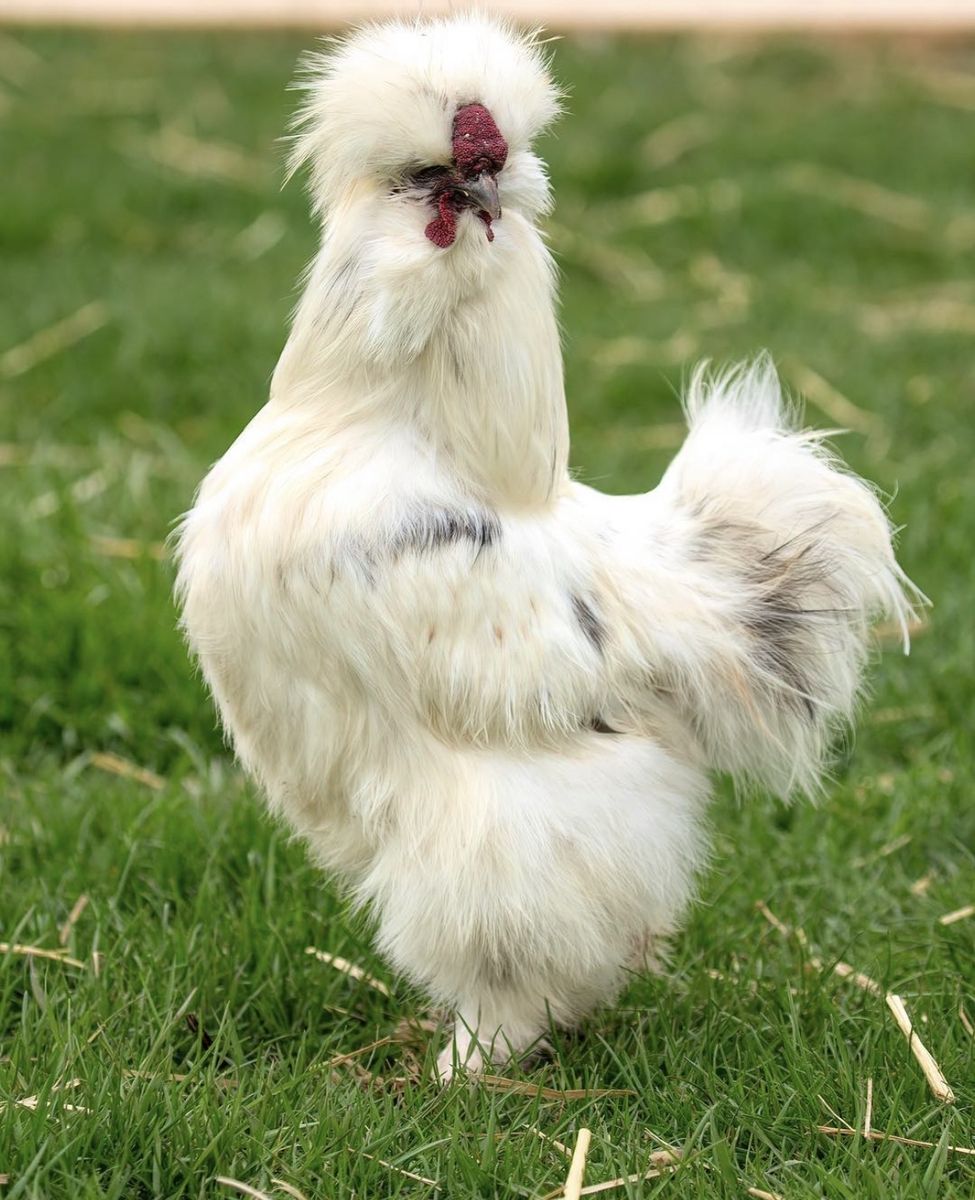 Silkie Hatching eggs