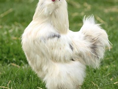Silkie Hatching eggs