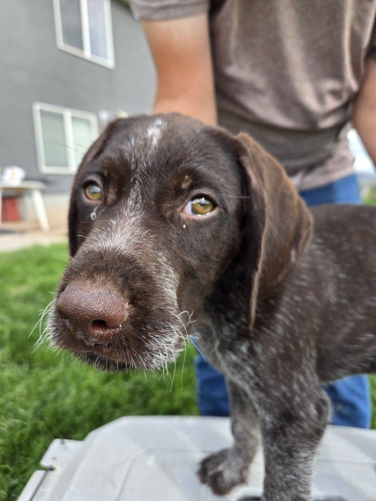 German Wirehaired Pointer pups
