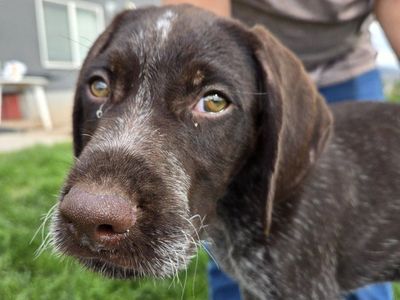 German Wirehaired Pointer pups