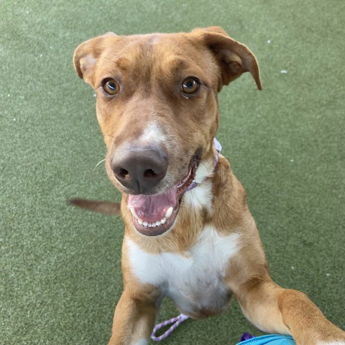 A164424 Huggie Bear, Available for Adoption