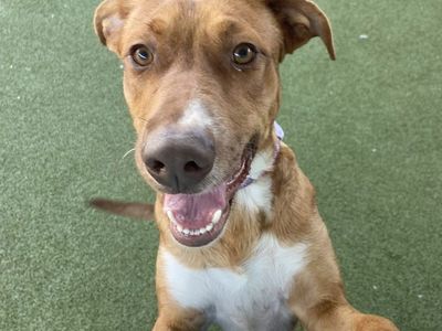 A164424 Huggie Bear, Available for Adoption