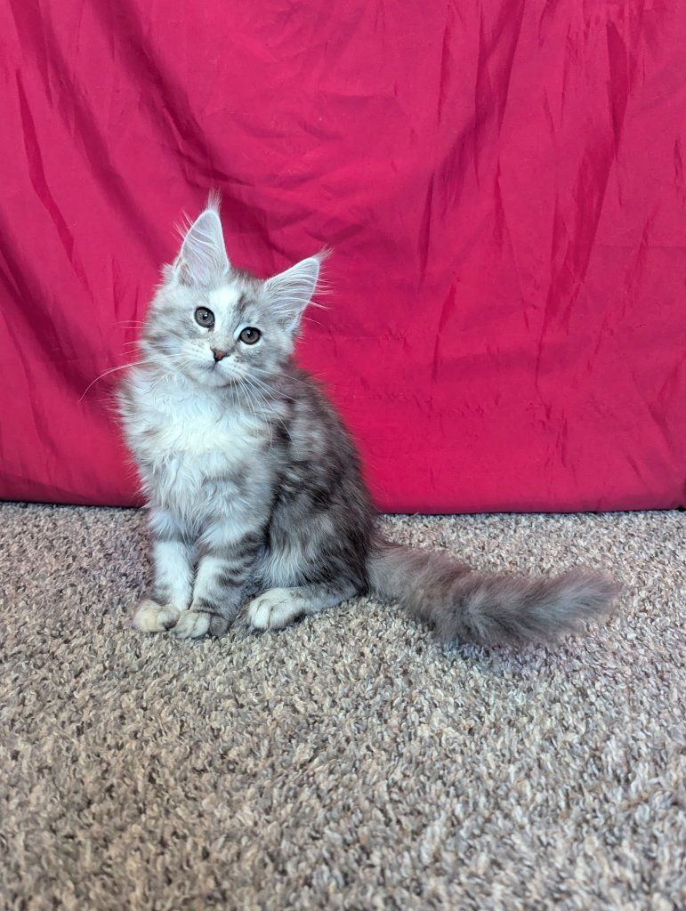 Pure bred Maine Coon kittens spayed