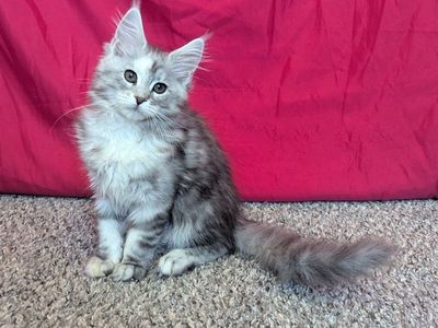 Pure bred Maine Coon kittens spayed