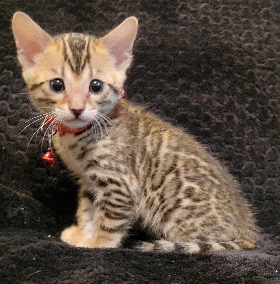TICA REGISTERED BENGAL KITTENS THERAPY PET GRADE HYPOALLERGENIC