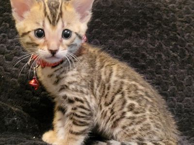 TICA REGISTERED BENGAL KITTENS THERAPY PET GRADE HYPOALLERGENIC