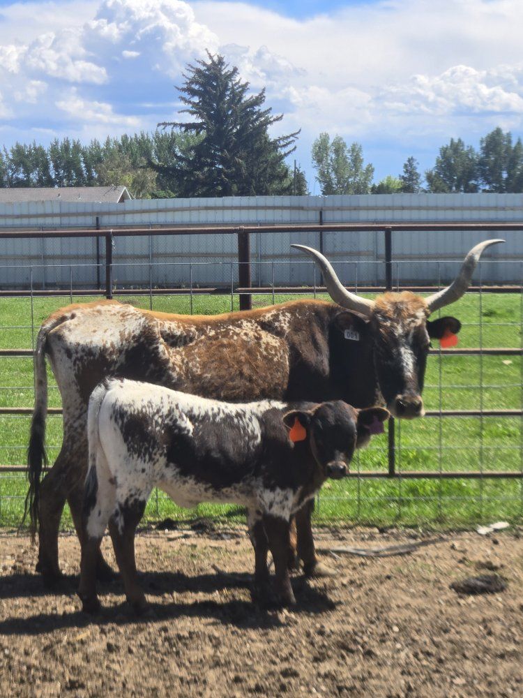 Cattle for Sale: Longhorn Cow, Calf, and Black Angus Steer - Healthy Livestock