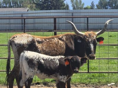 Cattle for Sale: Longhorn Cow, Calf, and Black Angus Steer - Healthy Livestock