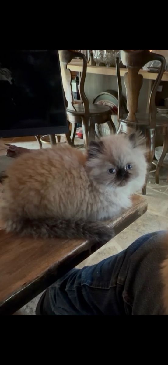 Purebred chocolate seal point Persian kittens