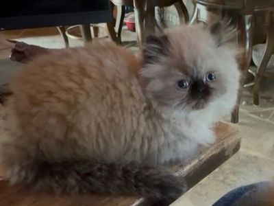 Purebred chocolate seal point Persian kittens