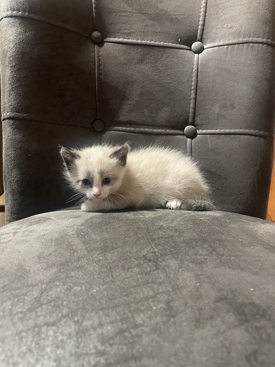Siamese Calico kittens - litter box trained