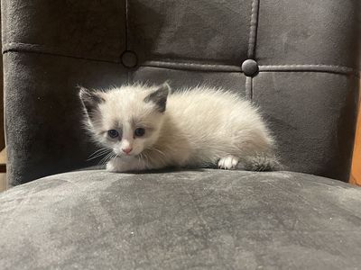Siamese Calico kittens - litter box trained