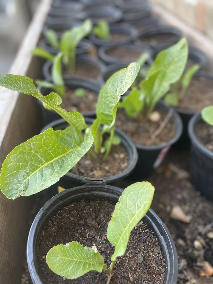 Started Horseradish Roots 1 Gallon