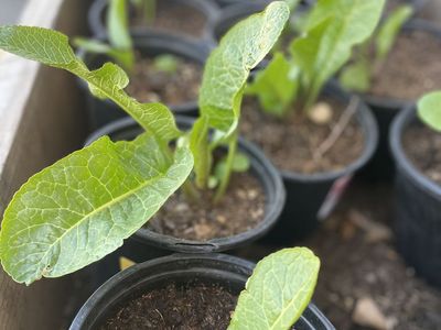 Started Horseradish Roots 1 Gallon