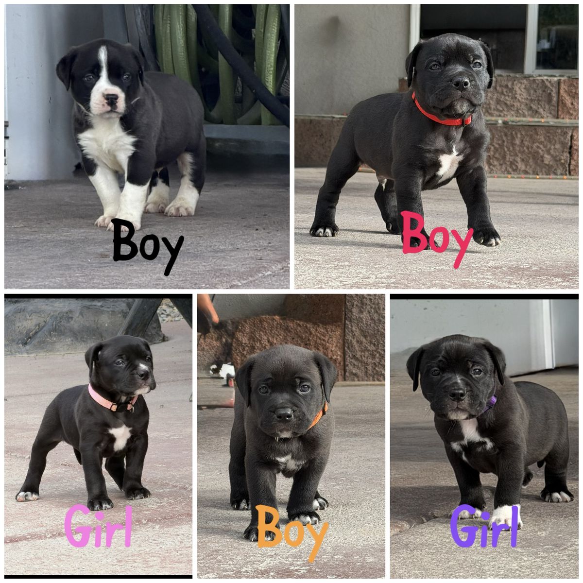 Bully puppies!!!