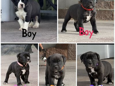 Bully puppies!!!
