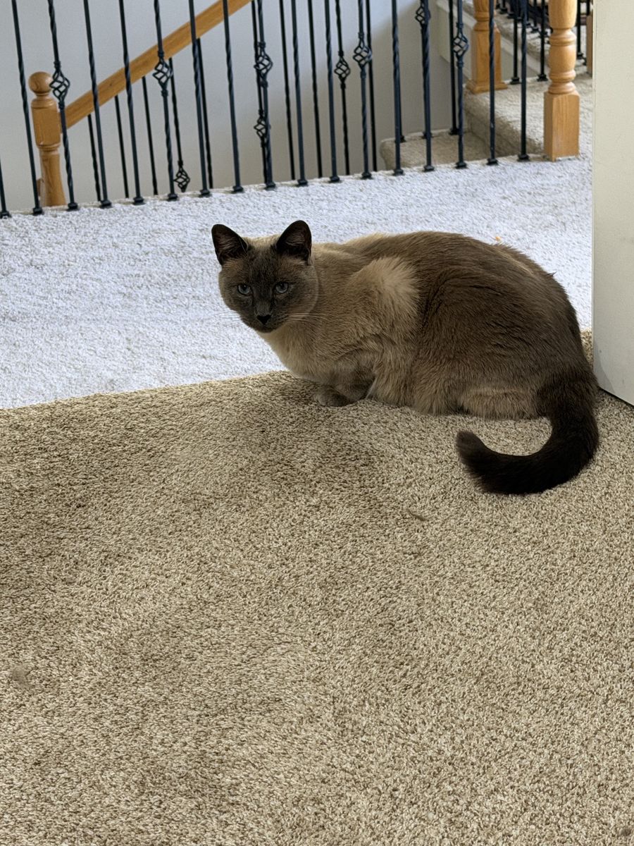 Iris - 5-Year-Old Siamese-Mix Cat, Social & Sweet, Single Pet Home Preferred + Accessories