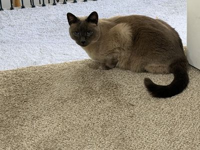 Iris - 5-Year-Old Siamese-Mix Cat, Social & Sweet, Single Pet Home Preferred + Accessories