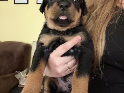Rottweiler puppies