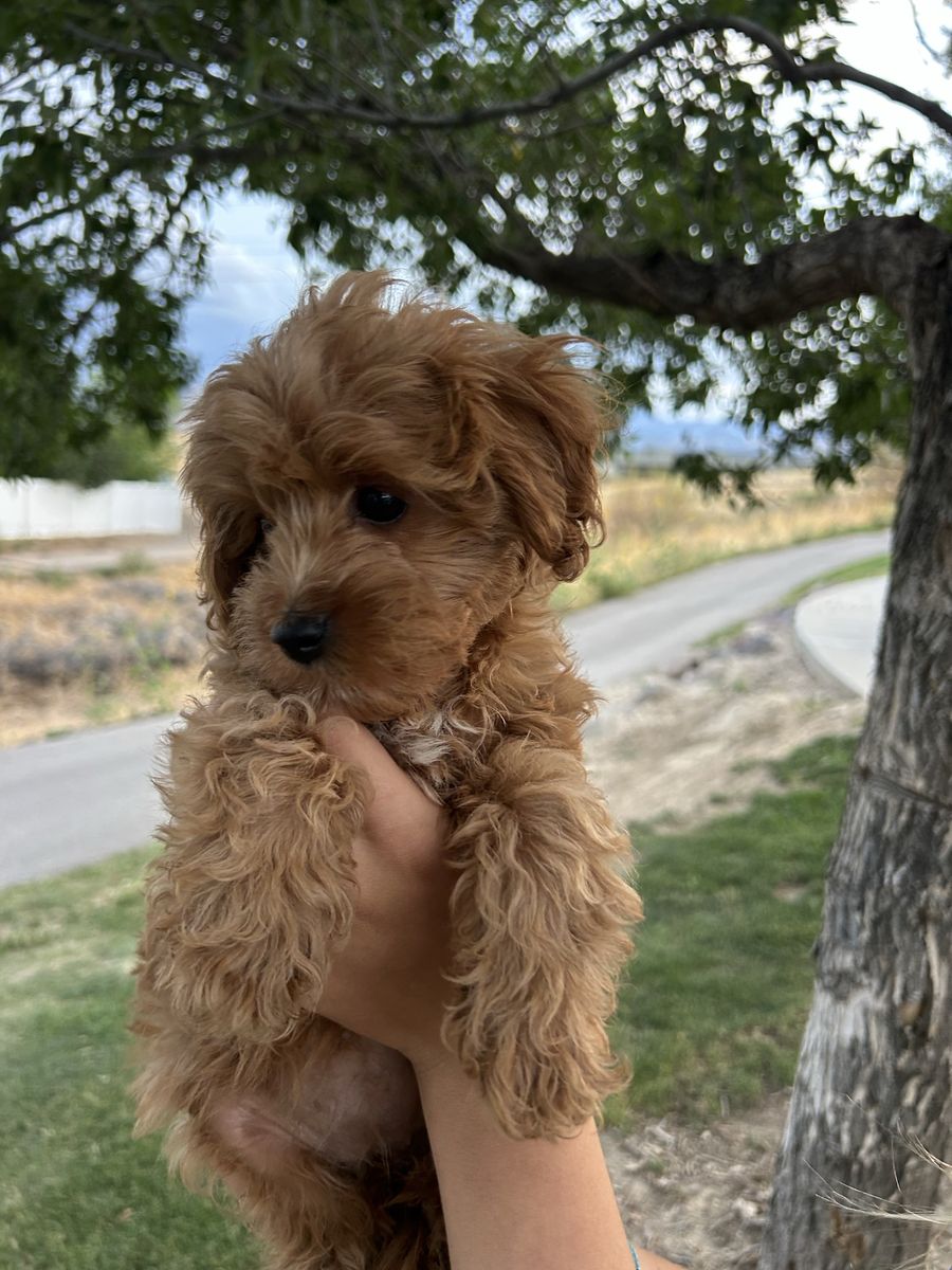 Female Cavapoo PRICE DROPPED
