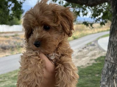 Female Cavapoo PRICE DROPPED